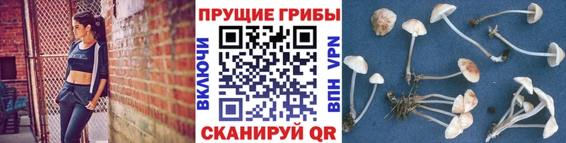 Псилоцибиновые грибы мицелий  купить  сайты  Печора 
